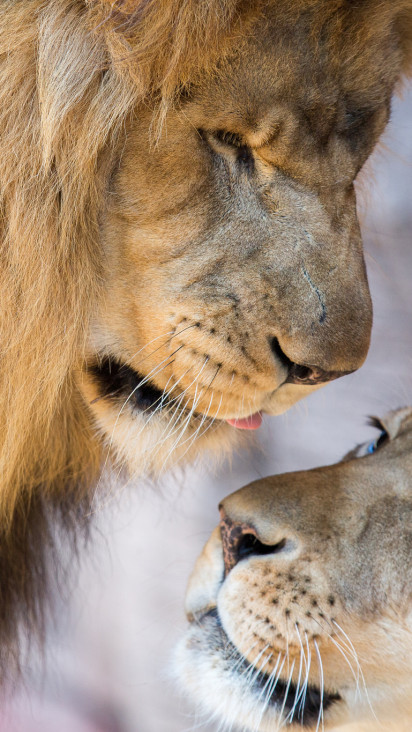 Лев и львица обои на телефон (57 фото)